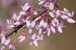 Eastern redbud